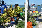 Tuesday Morning Market at the Lagoon