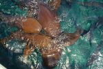 Nurse shark pictures