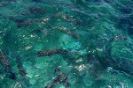 belize fish