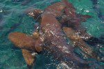 shark ray alley