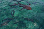 shary ray alley belize
