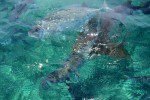 horse eyed jacks belize