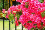 bougainvillea care
