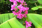 bougainvillea care