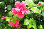 belize flower