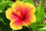 plants of belize