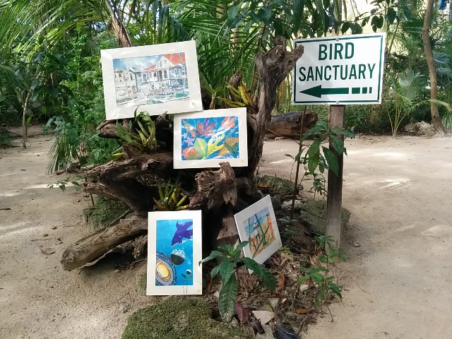 After our the art we did the bird sanctuary walk, totally recommend it if you are feeling adventurous xanadu resort ambergris caye